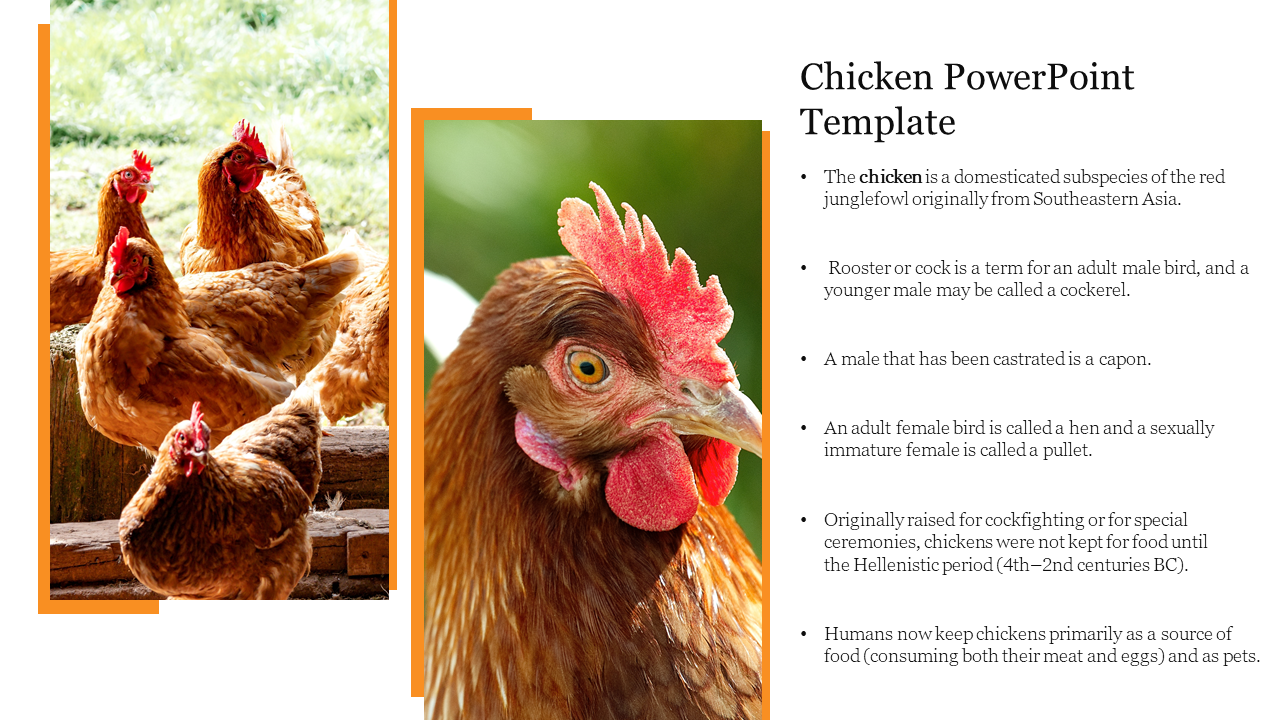 Chicken PowerPoint Template